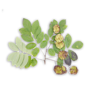Petrocarpus Marsupium (Vijayasar)