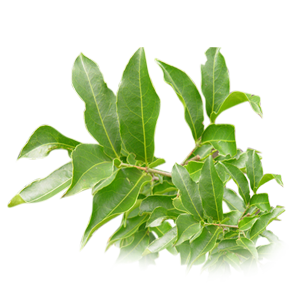 Petrocarpus Marsupium (Meharimula)