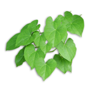Tinospora Cordifolia (Guduchi)